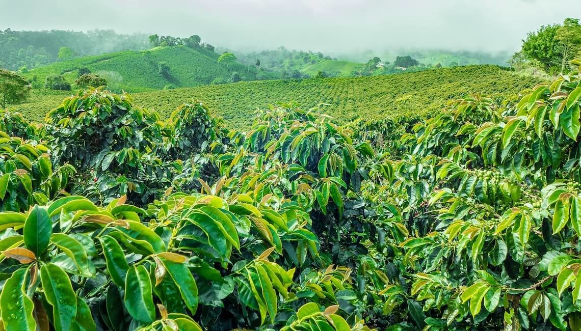 Variedades de café: Robusta y Arábica, ¿en qué se diferencian?